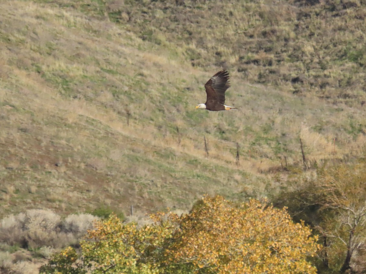 Bald Eagle - ML646867216