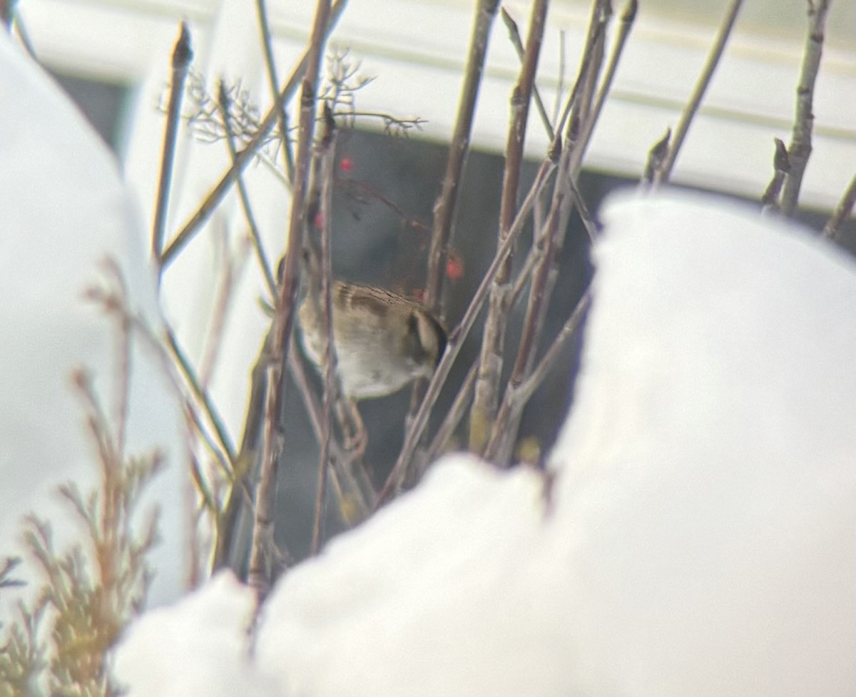 hvitstrupespurv - ML646867221