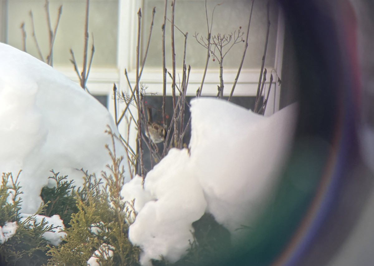 hvitstrupespurv - ML646867222