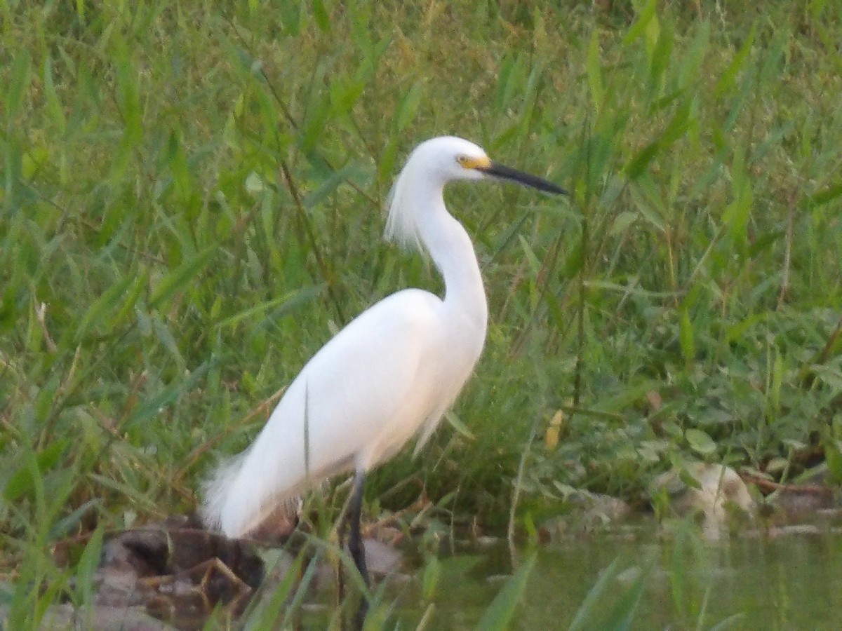 Snowy Egret - ML646867223