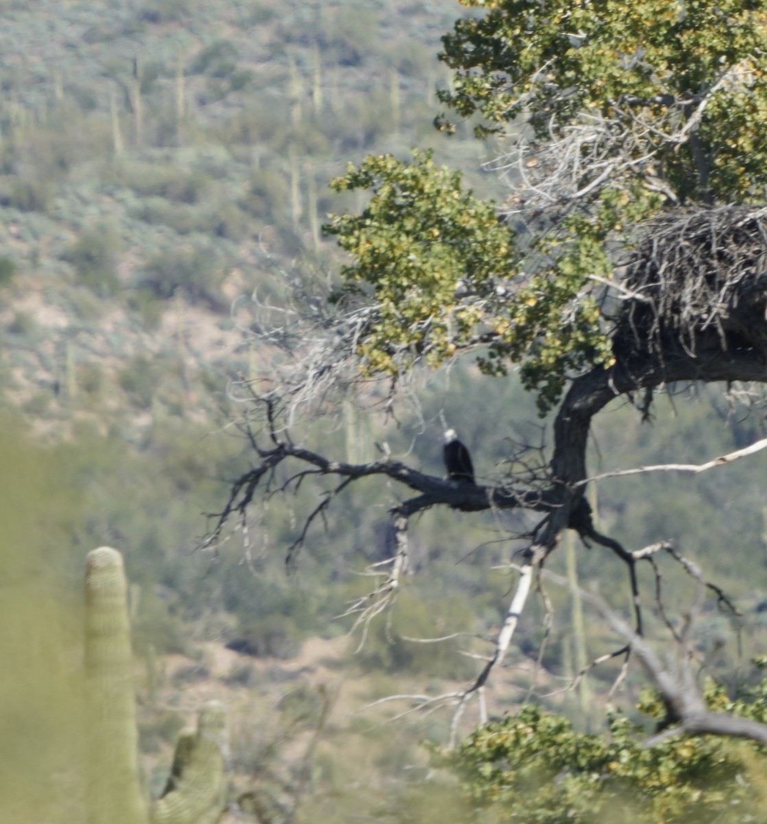 Bald Eagle - ML646867224