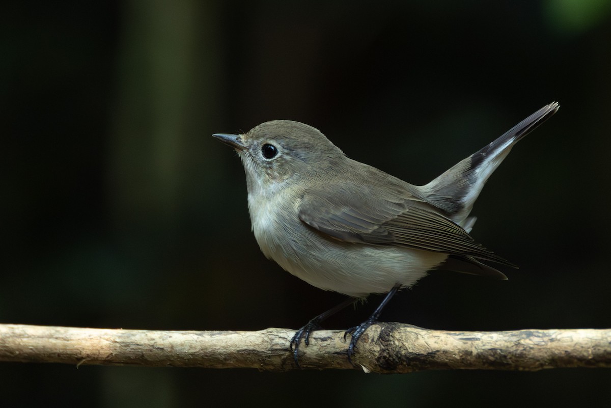 Восточная малая мухоловка - ML646867225