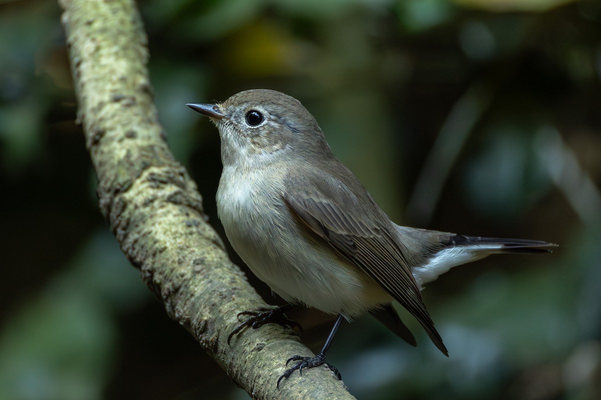 Восточная малая мухоловка - ML646867226