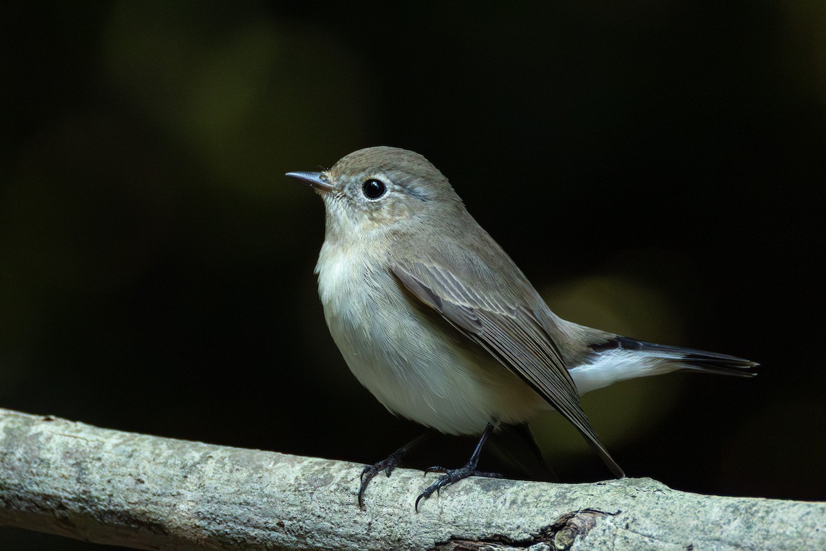 Восточная малая мухоловка - ML646867227