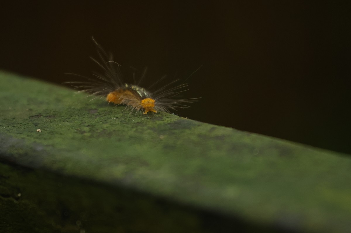 Insects - ML646867229