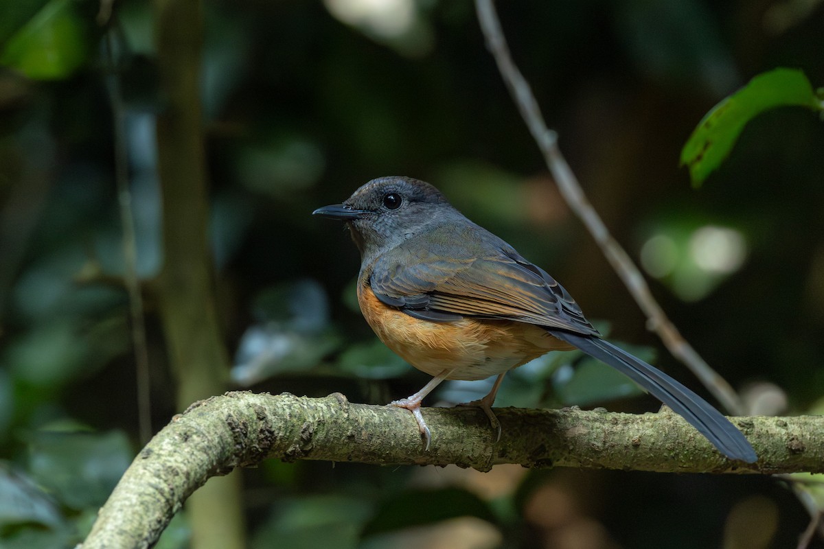 White-rumped Shama (White-rumped) - ML646867233