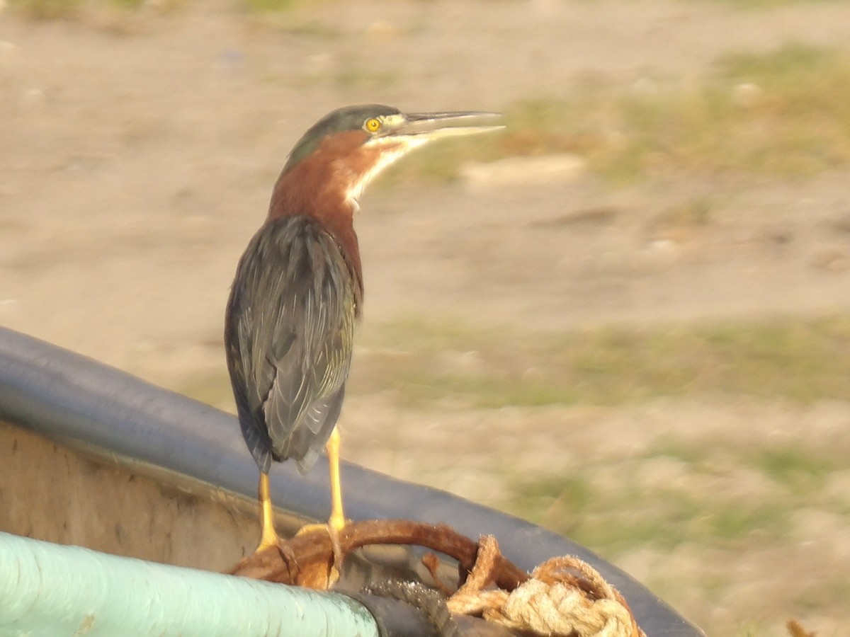 Yeşil Balıkçıl - ML646867234