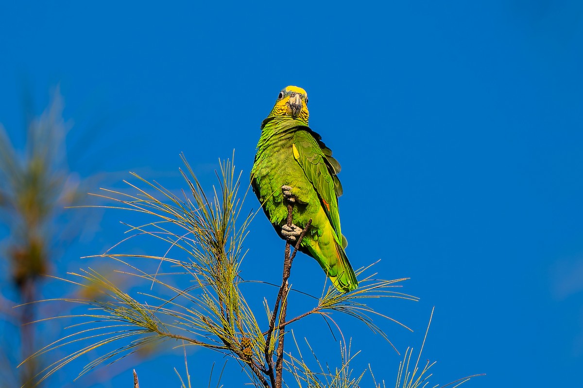 Оранжевокрылый амазон - ML646867235