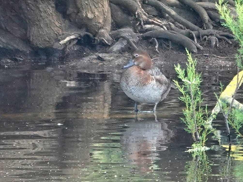 taffeland - ML646867236