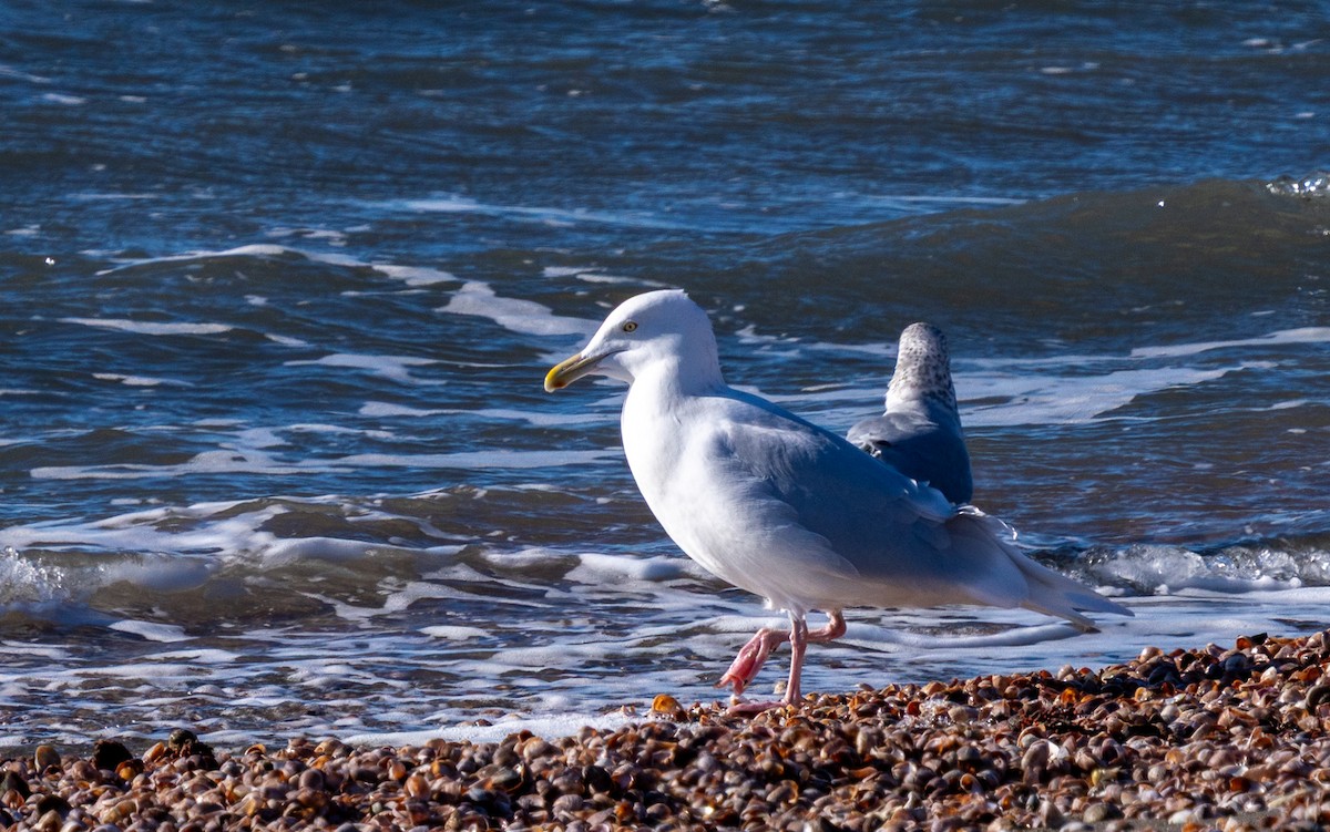 Мөсний цахлай - ML646867237