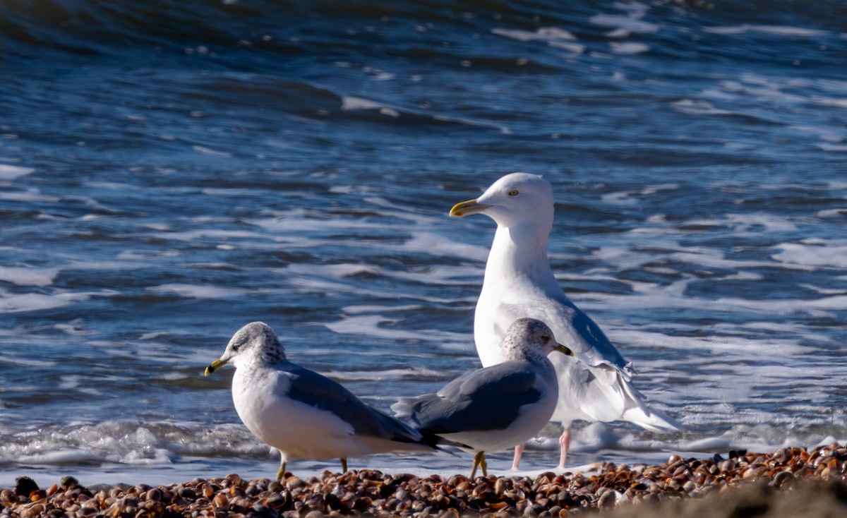 Мөсний цахлай - ML646867238