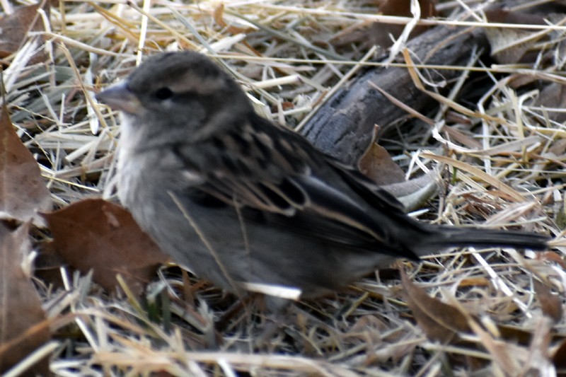 イエスズメ - ML646867239