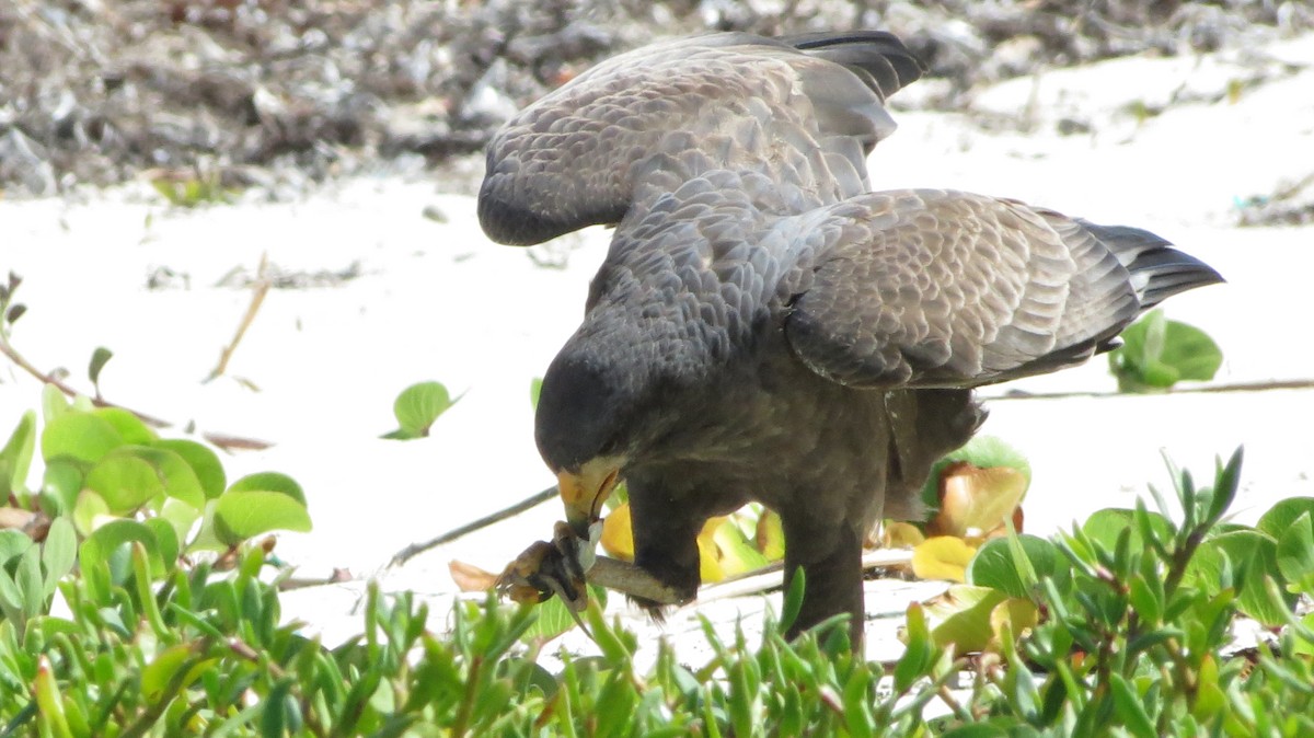 Cuban Black Hawk - ML646867240