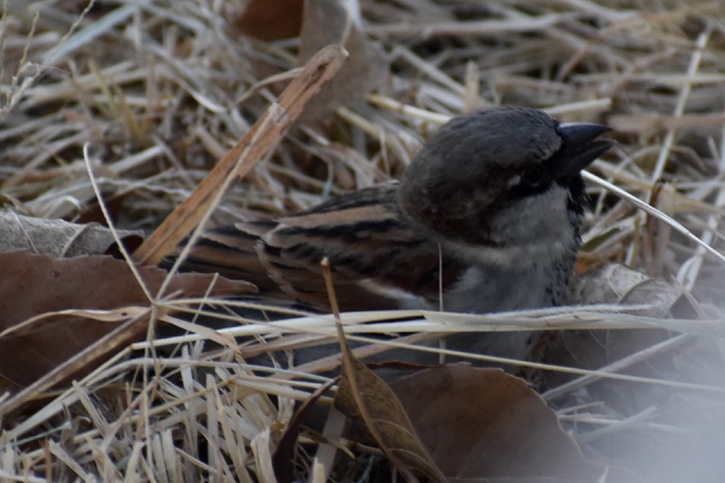 イエスズメ - ML646867241