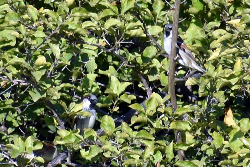 イエスズメ - ML646867242