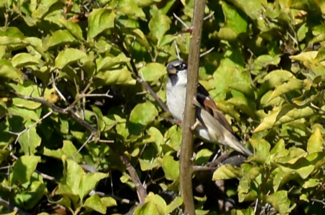 イエスズメ - ML646867243