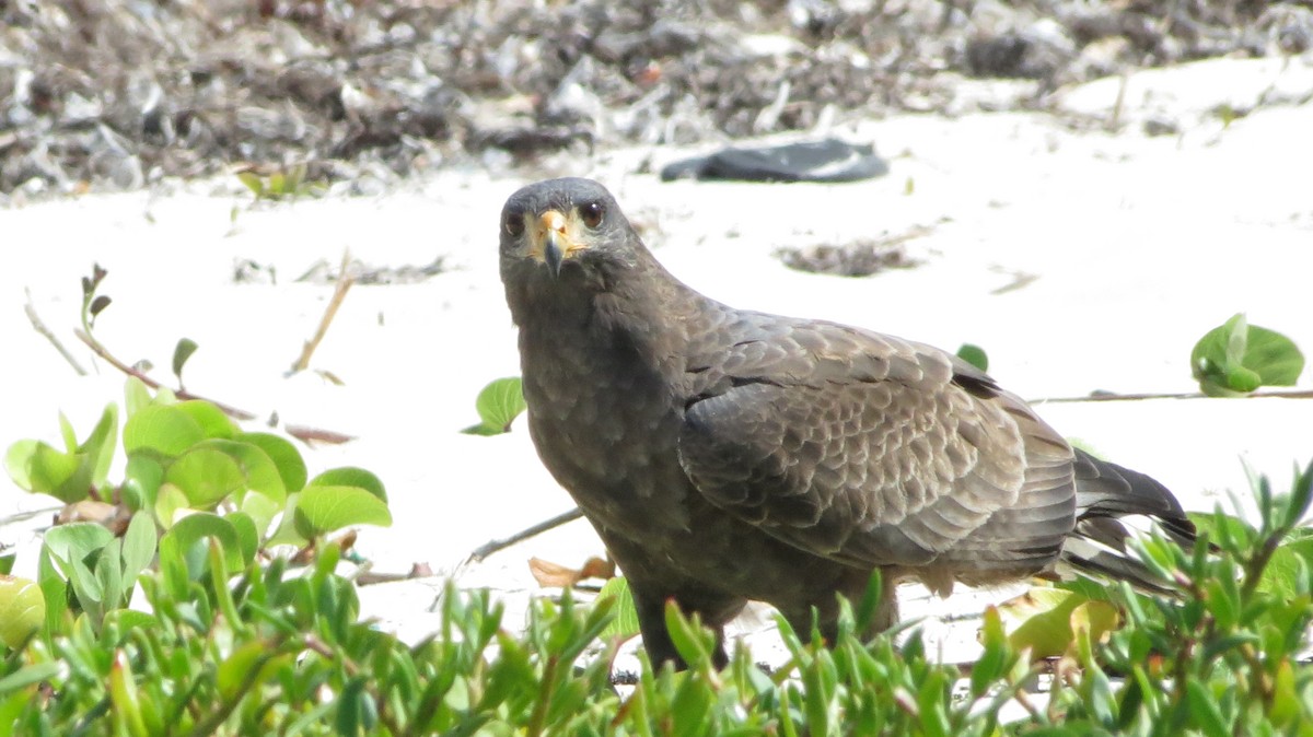 Cuban Black Hawk - ML646867244