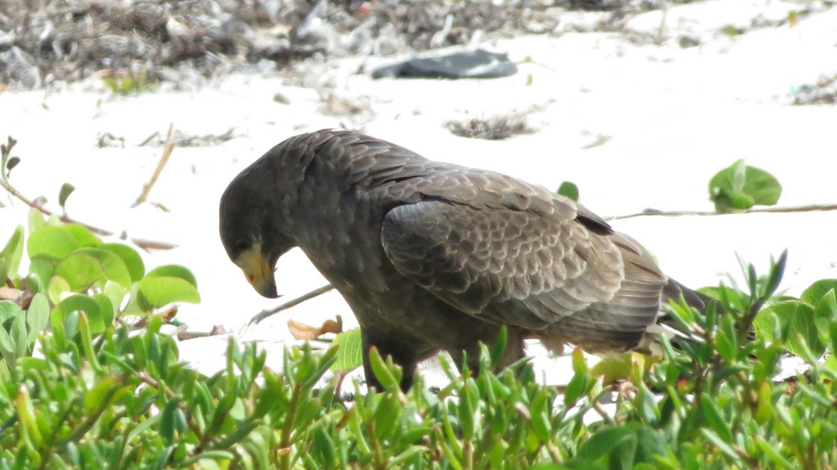 Cuban Black Hawk - ML646867245