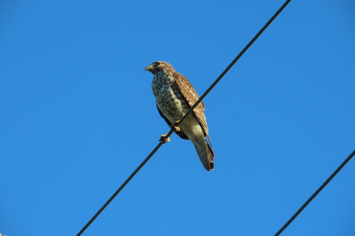 Rotschulterbussard - ML646867246