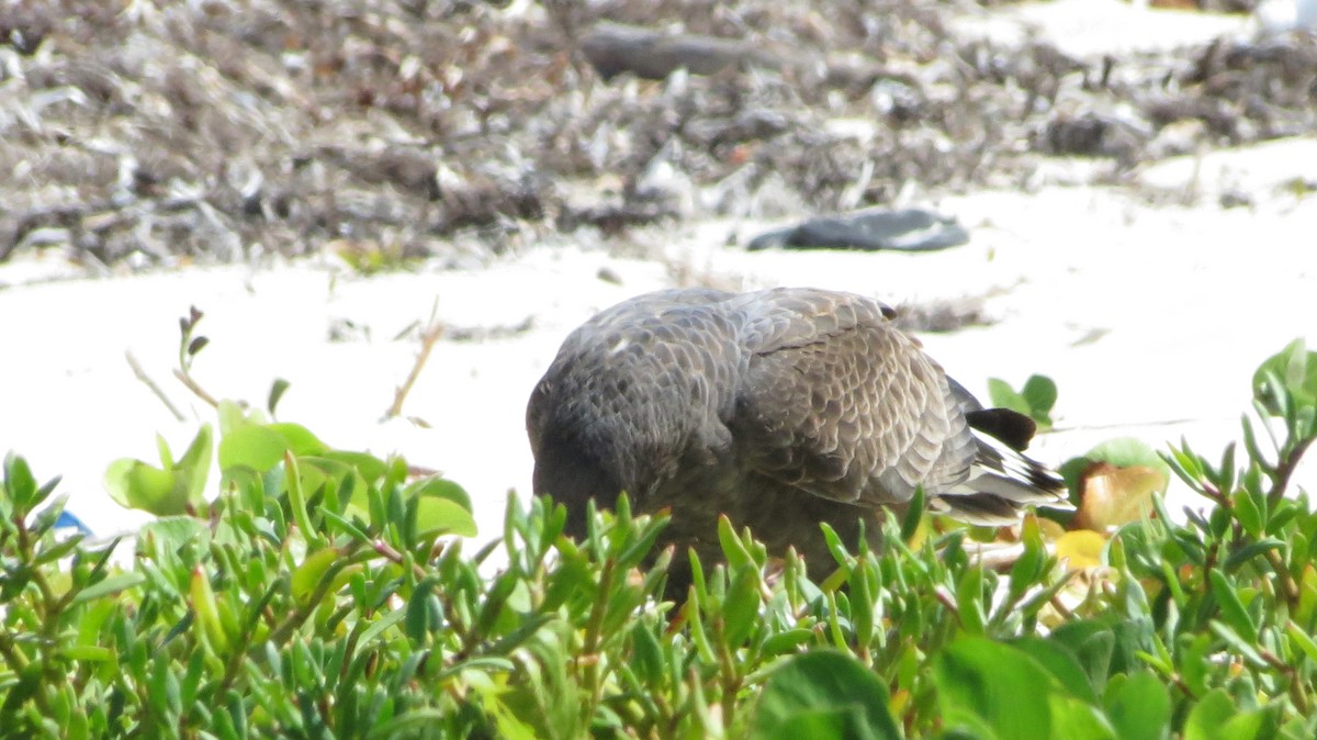 Cuban Black Hawk - ML646867247