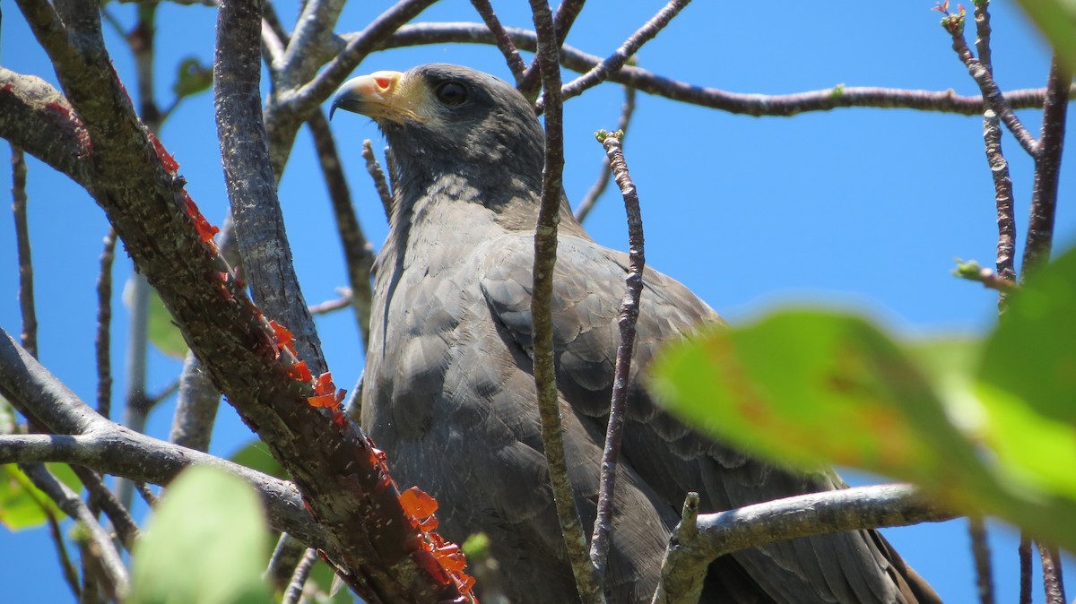 Cuban Black Hawk - ML646867248