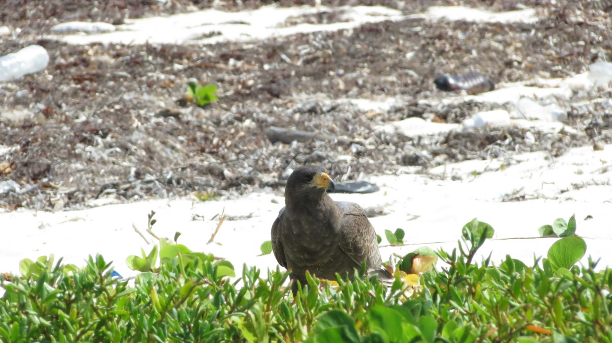 Cuban Black Hawk - ML646867249