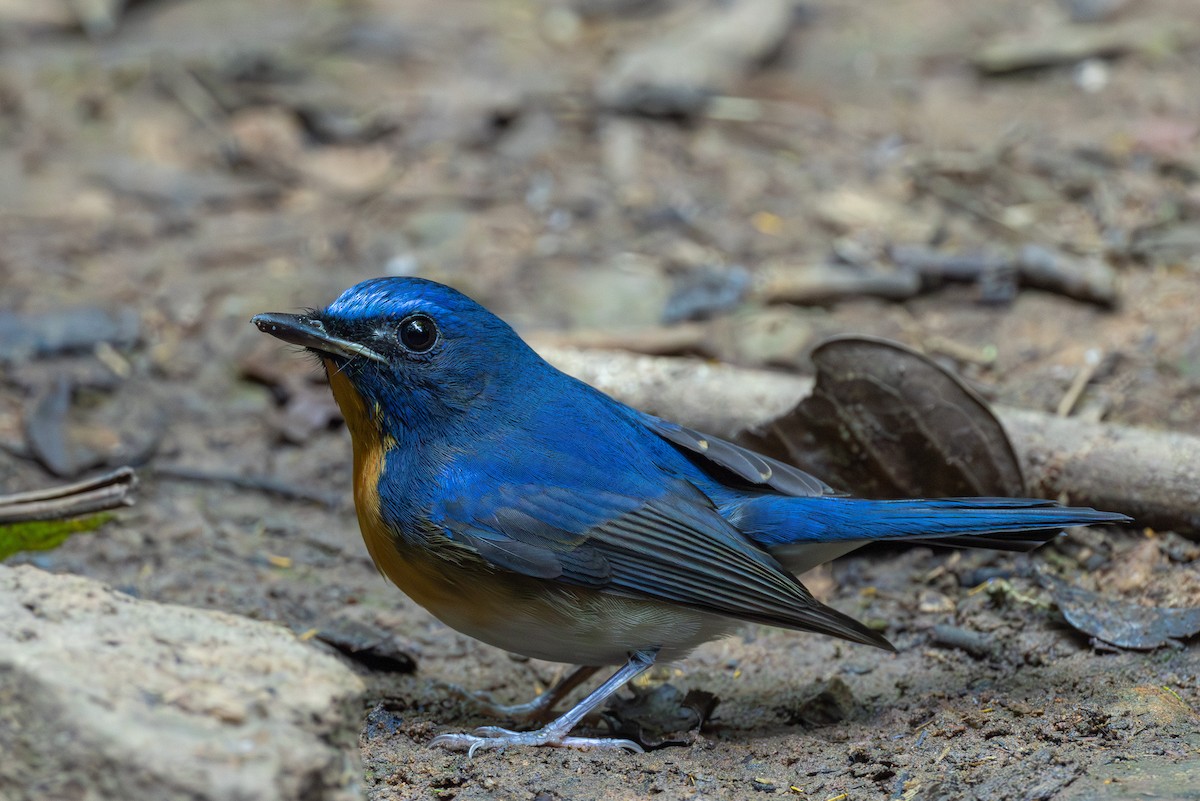 Индокитайская нильтава - ML646867251