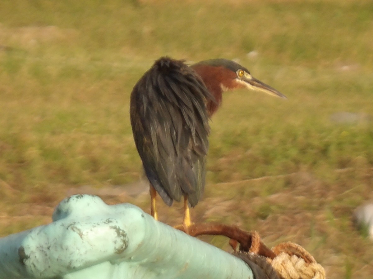 Yeşil Balıkçıl - ML646867252