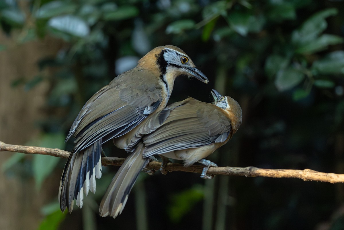 Пестрощёкая кустарница - ML646867255