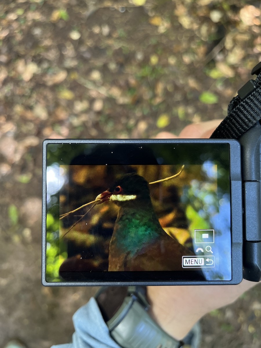 Bridled Quail-Dove - ML646867256