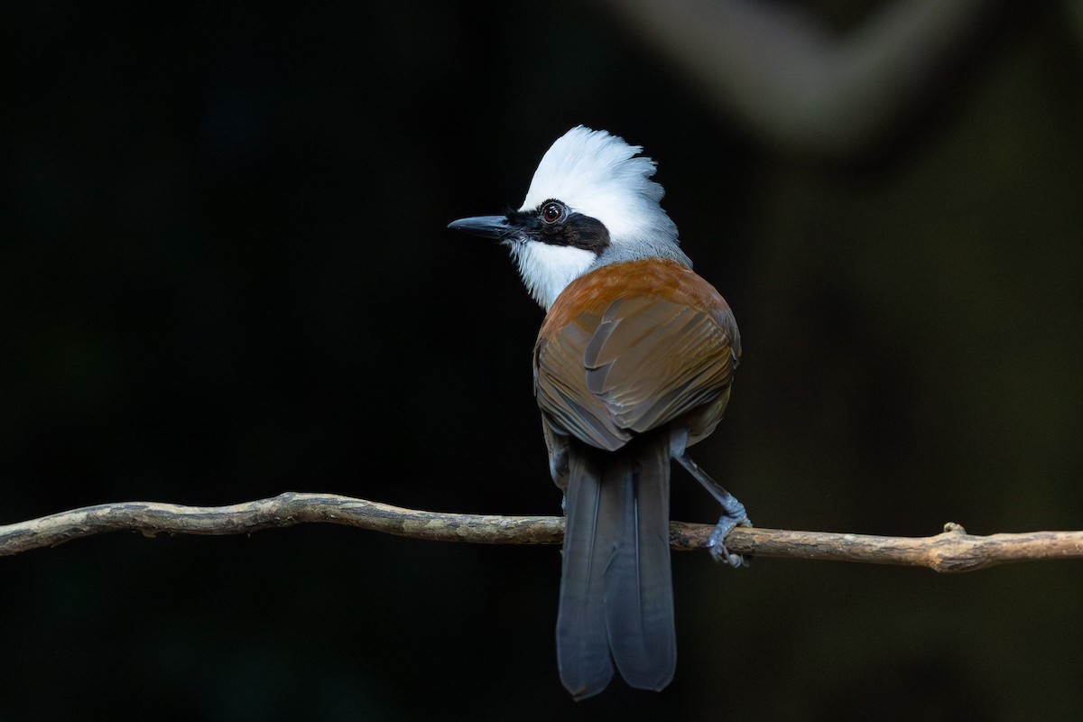 Белохохлая кустарница - ML646867257