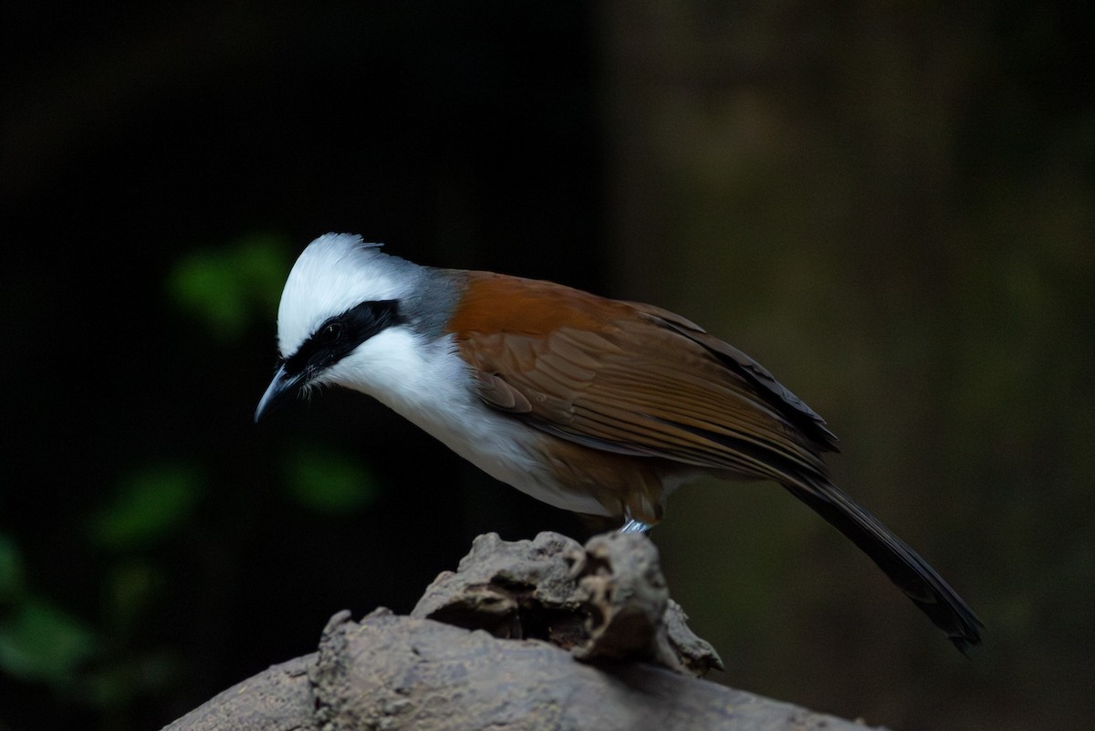 Белохохлая кустарница - ML646867259