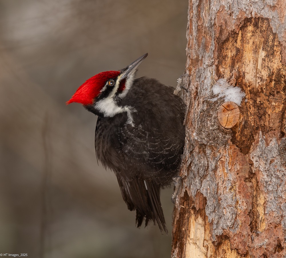 datel chocholatý - ML646867260