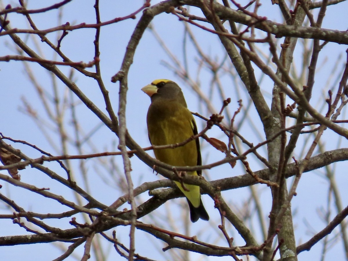 עב-מקור ערב - ML646867264