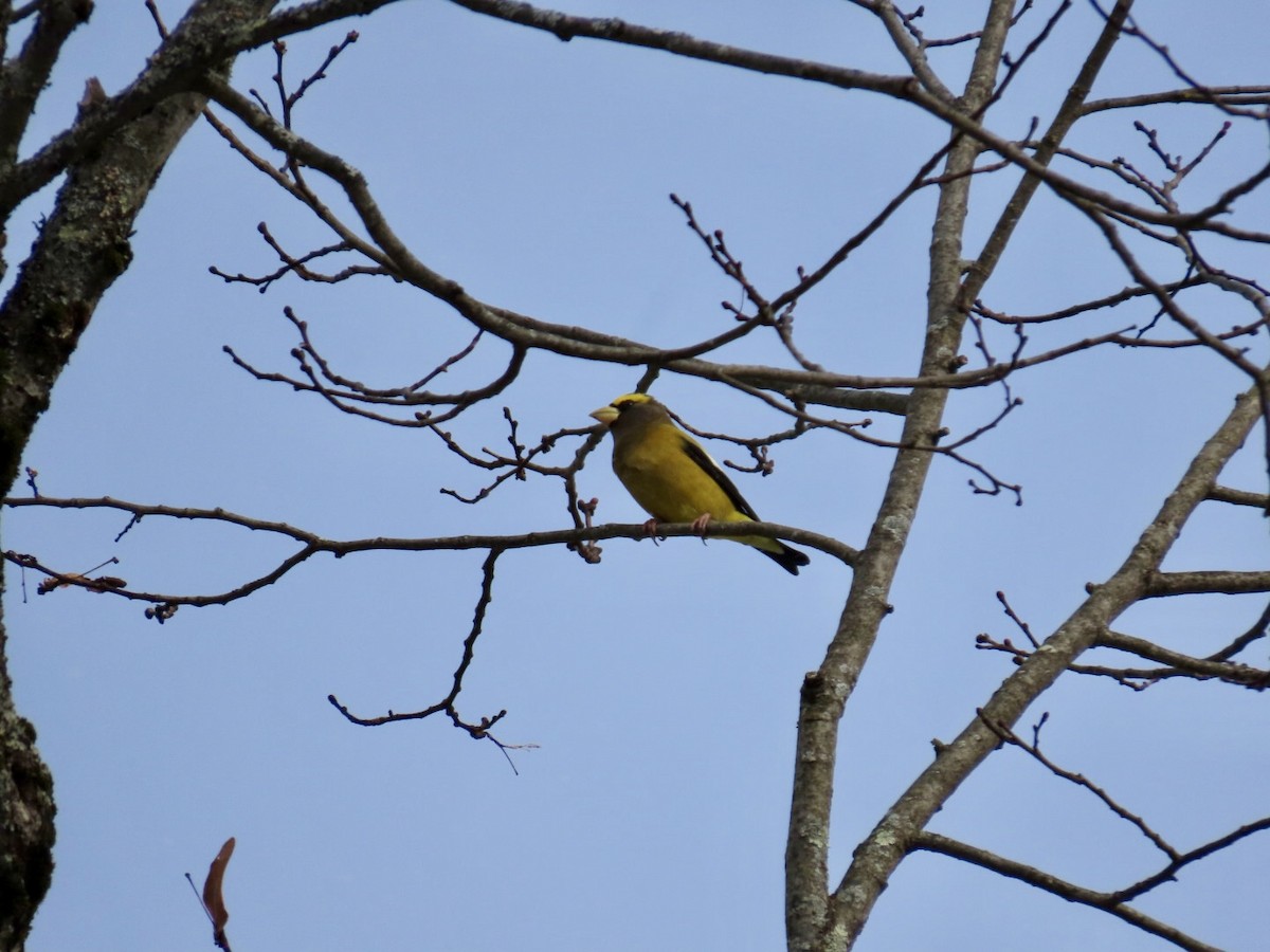 עב-מקור ערב - ML646867265