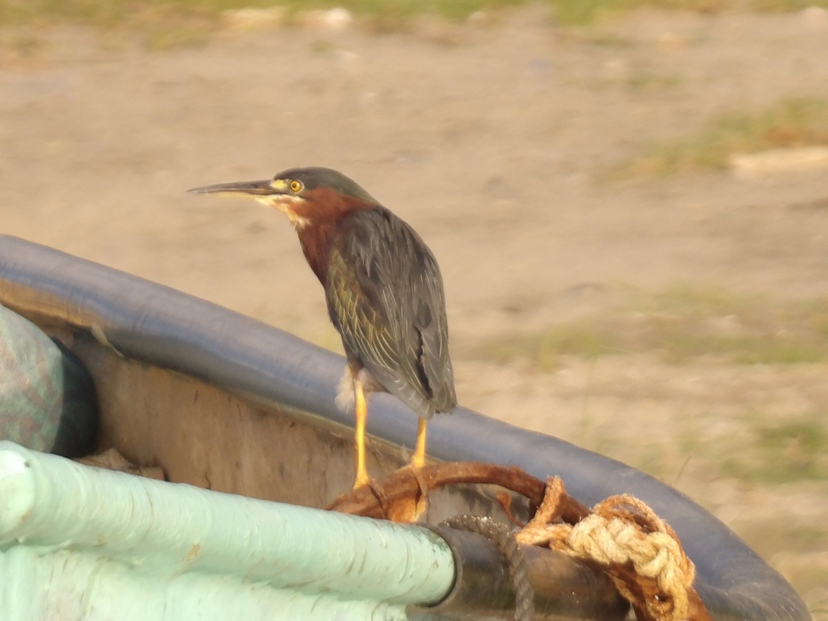 Yeşil Balıkçıl - ML646867266