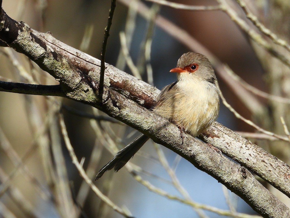 Variegated Fairywren - ML646867267