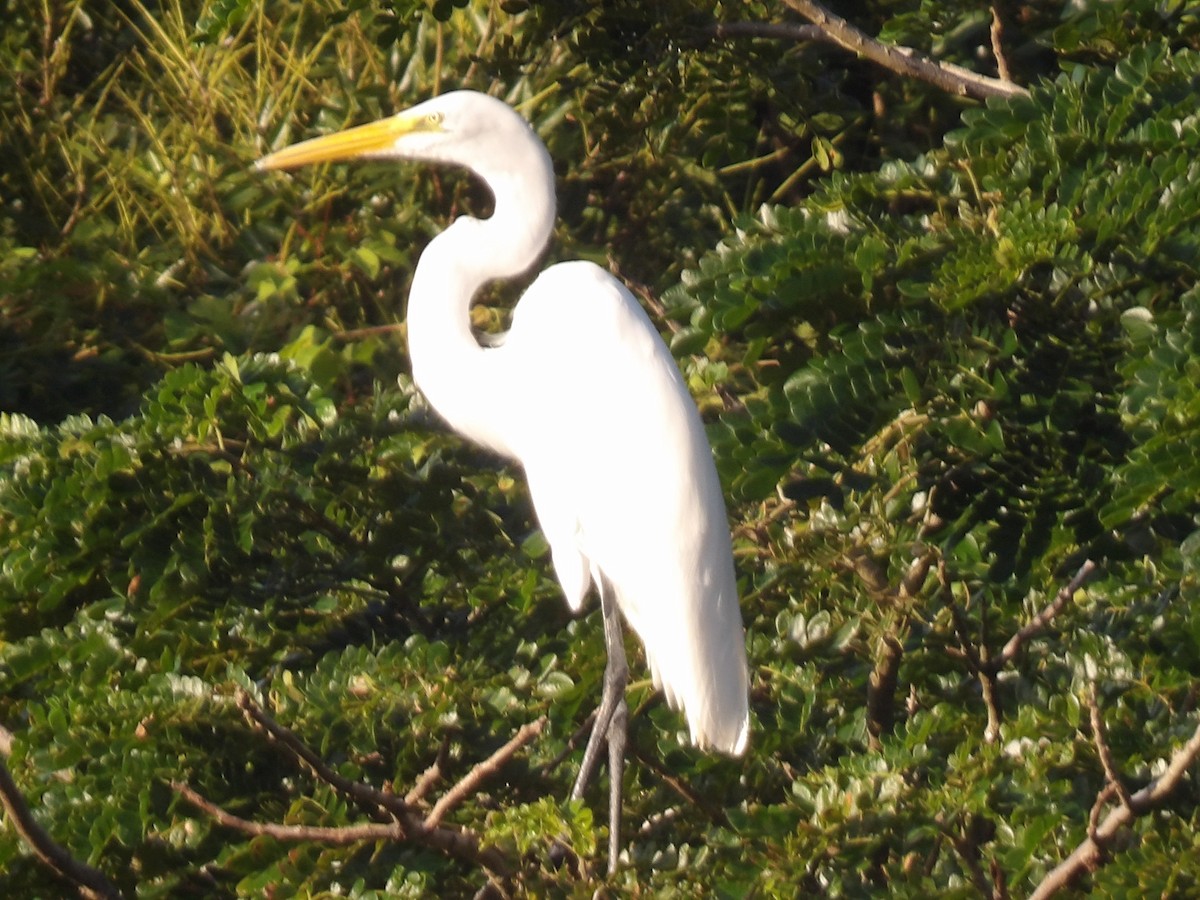 Airone bianco maggiore - ML646867268