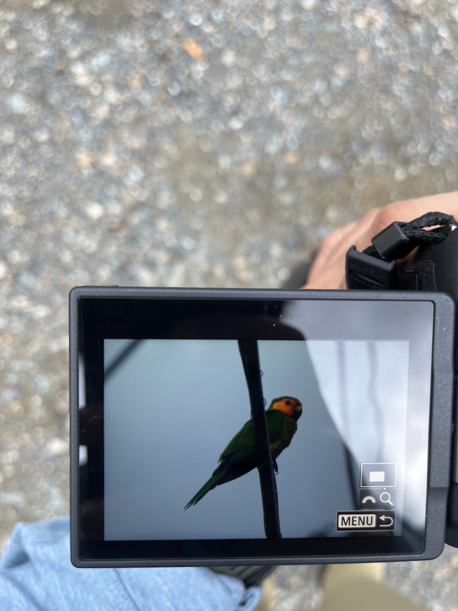 Brown-throated Parakeet - ML646867273