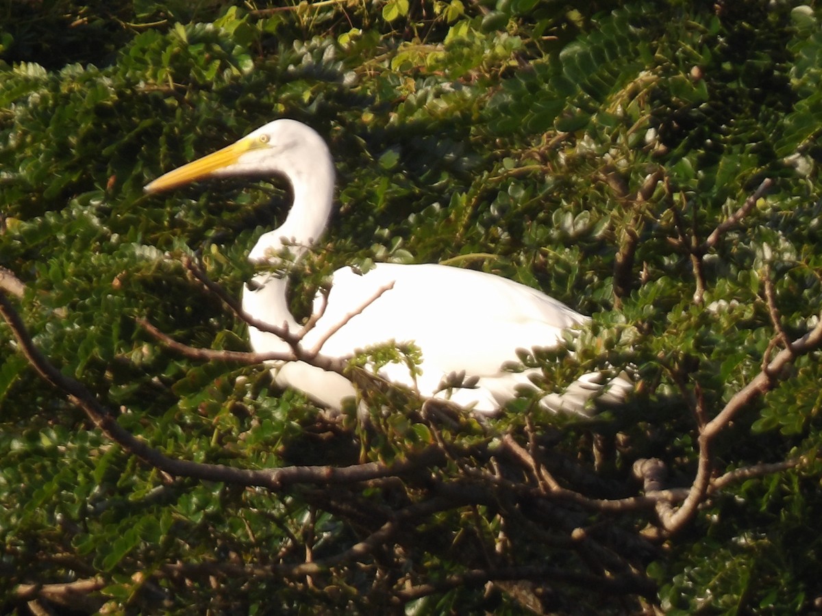 Airone bianco maggiore - ML646867274