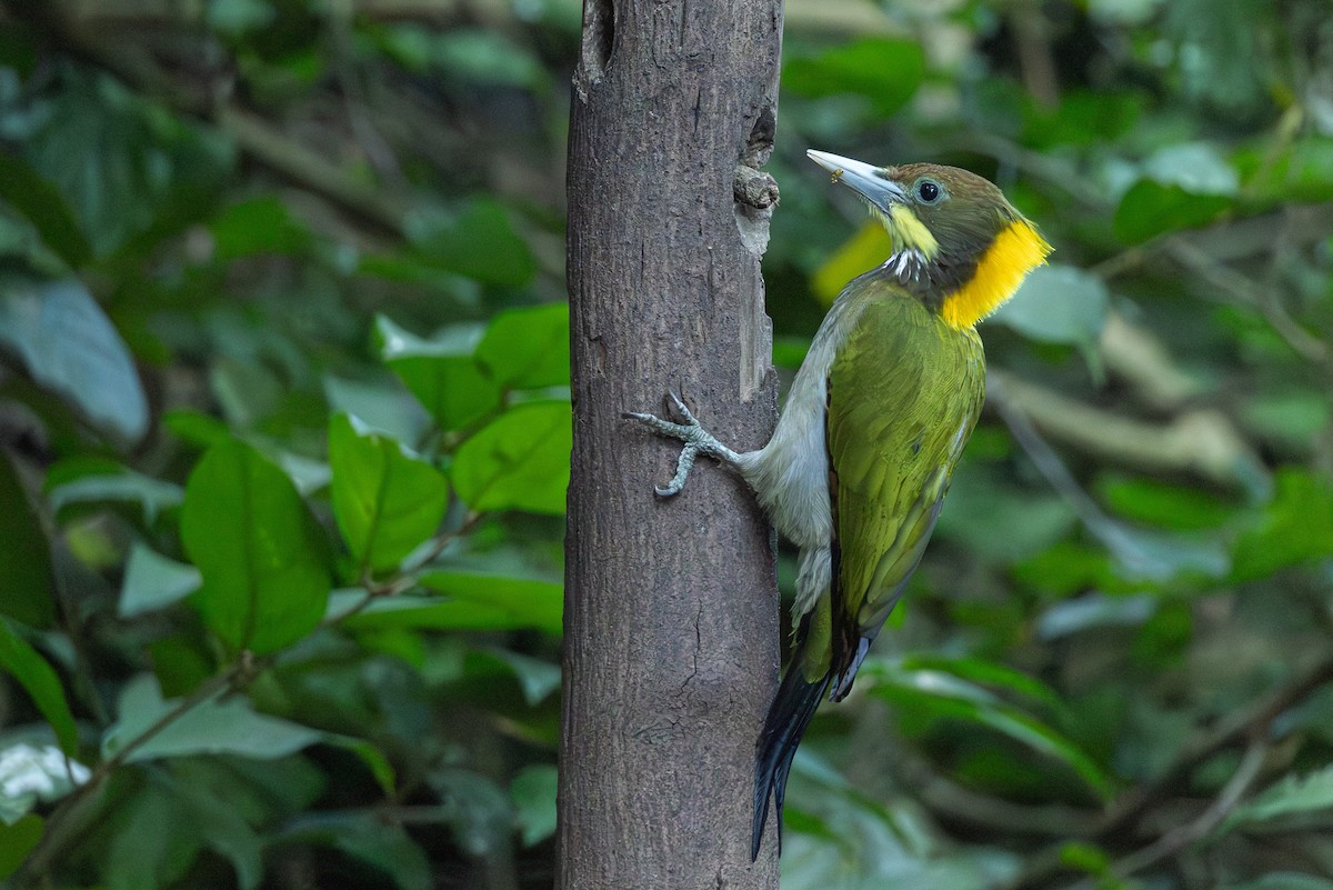 Большой желтохохлый дятел - ML646867276