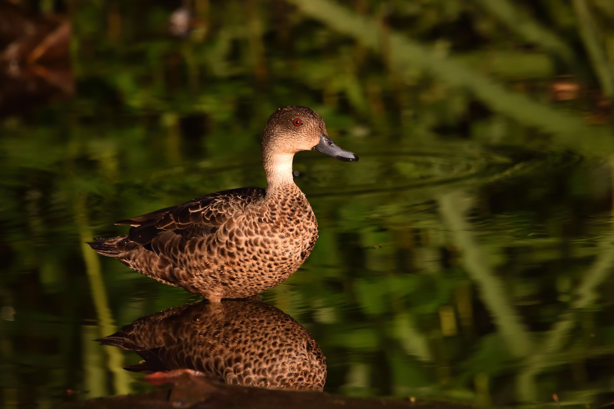 Gray Teal - ML646867277