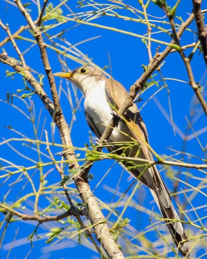 Кукліло північний - ML646867279