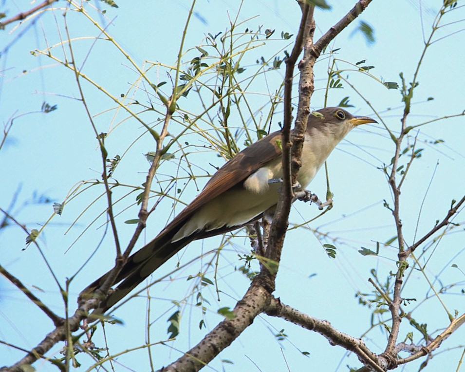 Кукліло північний - ML646867280