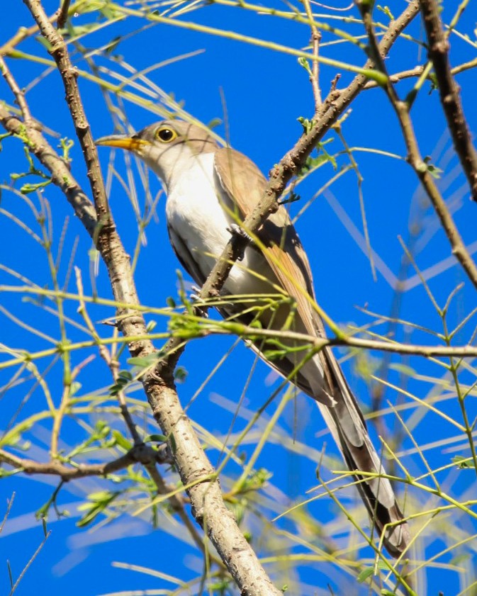 Кукліло північний - ML646867281