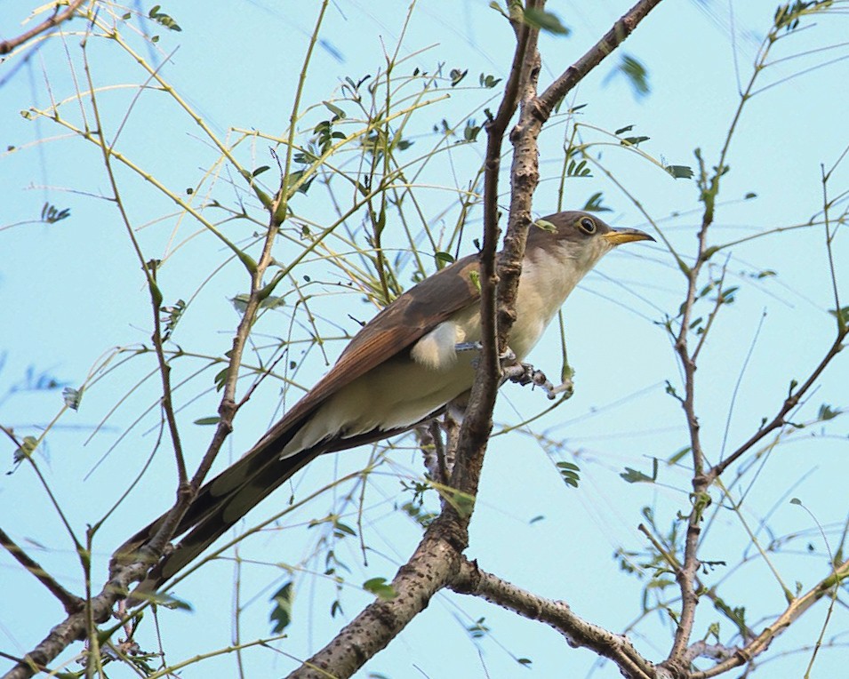 Кукліло північний - ML646867282