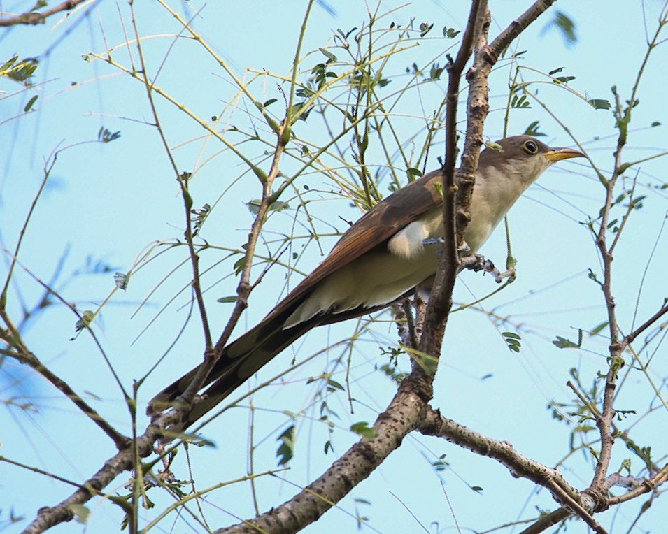 Кукліло північний - ML646867283