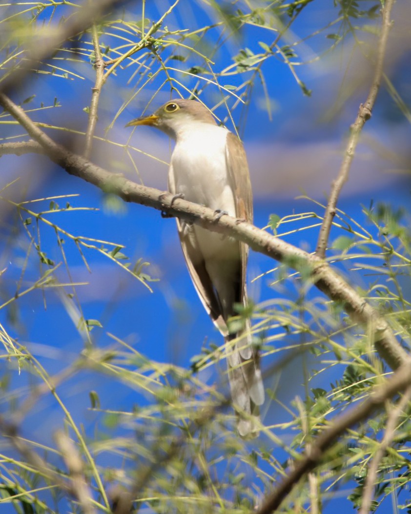 Кукліло північний - ML646867284