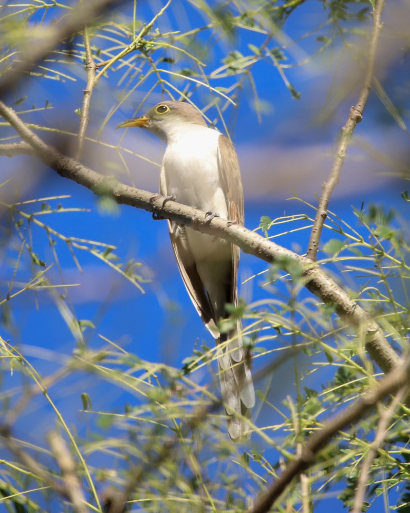 Кукліло північний - ML646867285