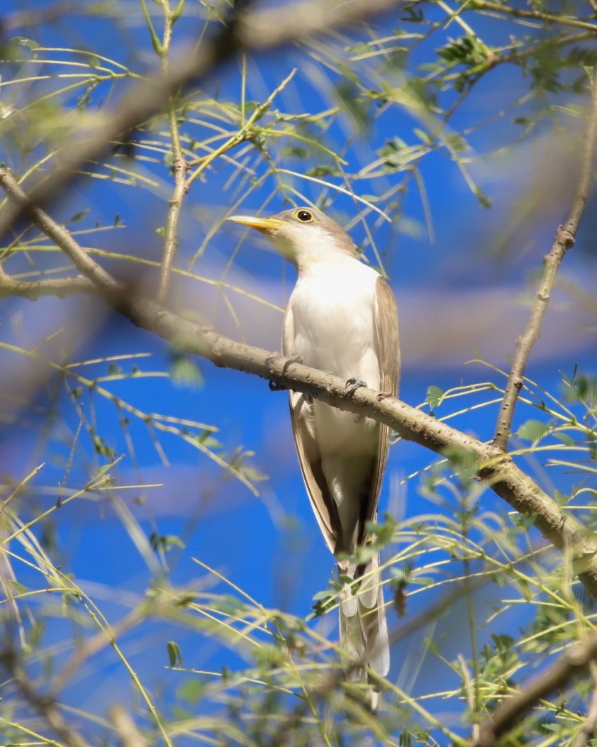 Кукліло північний - ML646867286